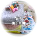 루루퍼피 | 양주강아지분양 후기 / 양주강아지미용샵 퍼피루미