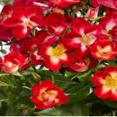에버그로우 루비 장미 이미지