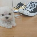 나누리펫 이미지