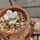 무신테크 이미지