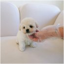 인천강아지분양 홍스퍼피 본점 이미지