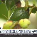 빈스구아바농장 네이버블로그