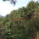 합천군봉산면양지보건진료소 | 경상남도 합천군 봉산면 고삼리 산197 임야 경매