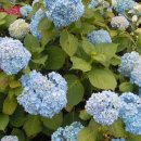 라라하귀 이미지