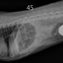 아쿠아 종합동물병원 이미지