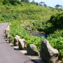 제주배또롱 이미지