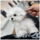 부산강아지분양 유독 이미지