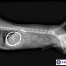 상록동물병원 이미지