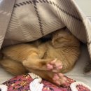 과일콕수성점 이미지