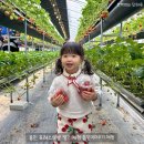 이기산농장 | 용인 포레스트벨 아기랑 딸기체험농장 동물먹이주기 모래놀이터 주말나들이