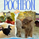 소3-18 | [공지] 포천 평강랜드 마이애니멀스토리, 테디베어 소와 블랙노즈 양 만나고 온 후기