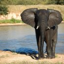 아프리카코끼리 [아프리카 부시코끼리, African bush elephant (Loxodonta africana)] 이미지