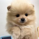 날 데려가주 개 이미지