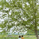 화순 꽃강길 5월 연장 후기 포토존 징검다리 유채꽃 산책 부모님 나들이