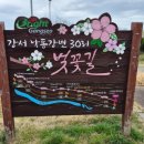 낙동강변 | 강서 낙동강변 30리 벚꽃길 걷기 후기 그리고 벚꽃 개화 현황