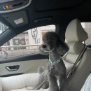 비비드봉 이미지