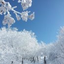 [취소] 눈꽃 & 상고대 특별산행! 단양 소백산 눈꽃산행! 2021년 12월 5일 일요일! 이미지