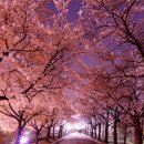 새봄이야 이미지