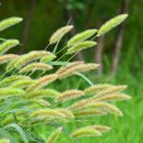 지천생태공원 이미지