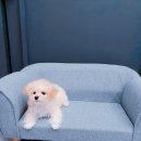 호텔스컴도그 화명점 이미지