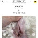 미소애견 미용실 이미지