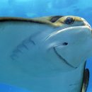 아싸가오리 이미지