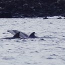 돌고래민박 이미지