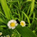 동읍1240 이미지