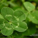 클로버 이미지