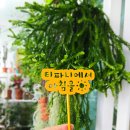 티파니에서 아침을 | 스틸데코 말말말 이벤트 당첨 후기가 도착 [ 티파니에서 아침을 ]