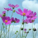 아름다움 이미지