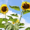 해바라기어린이집마당 이미지