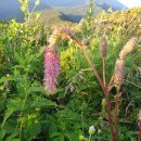 노고단-8 이미지