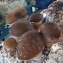 솔티농원 이미지