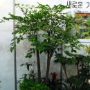 해피트리 이미지