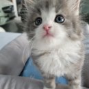 서울고양이분양 묘연 이미지