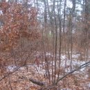 기룡솔밭 이미지