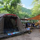 소나무숲아래 이미지