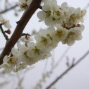 개나리꽃농원 이미지