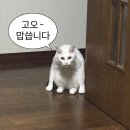 손만두야 | 대전만두전골맛집 후니네왕손만두 솔직 후기