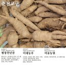 평창천년삼 이미지