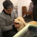 데일리펫 위드독스 이미지