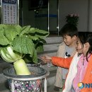 영광초등학교 앞 이미지