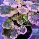 지엘메드 이미지