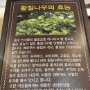 황칠나라