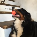 독한견 | [청주 애견카페/애견 스튜디오] 청주 디어독 개린이들과 만남을 가졌어요