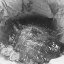 옥길동 726-1 이미지