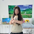 1879 | 양주고양이분양 브리티쉬 치즈냥이 멍냥스타 분양 후기 (1879)