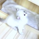 냥이의하루 카페.분양 이미지