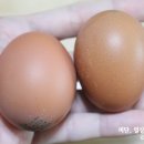 에그조아 이미지